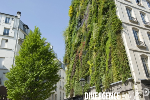 Illustration Avril 2014.Mur vegetal 250 m2,de 25 metres de haut et comprenant 7 600 plantes,,l Oasis d Aboukir, dans le Sentier, deuxieme arrondissement realise par Patrick Blanc, botaniste.
