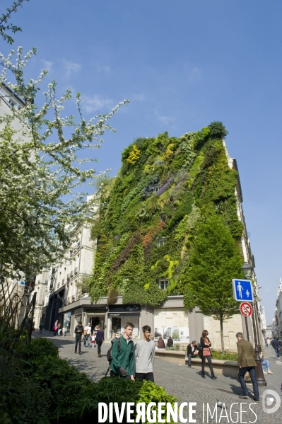 Illustration Avril 2014.Mur vegetal 250 m2,de 25 metres de haut et comprenant 7 600 plantes,,l Oasis d Aboukir, dans le Sentier, deuxieme arrondissement realise par Patrick Blanc, botaniste.