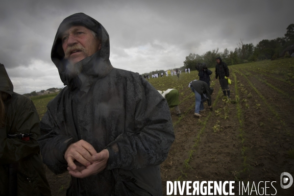OGM Le retour des faucheurs