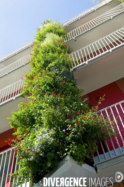 Illustration Mai 2014.Immeuble de logement neuf avec une façade vegetalisee.