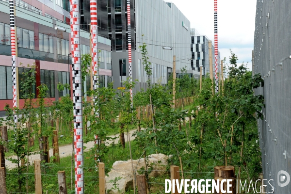 Paris plante sa premiere foret amenagee sur les delaisses du boulevard peripherique