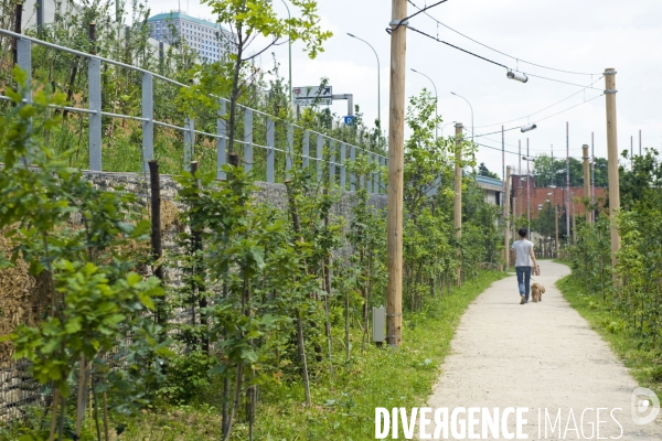 Paris plante sa premiere foret amenagee sur les delaisses du boulevard peripherique