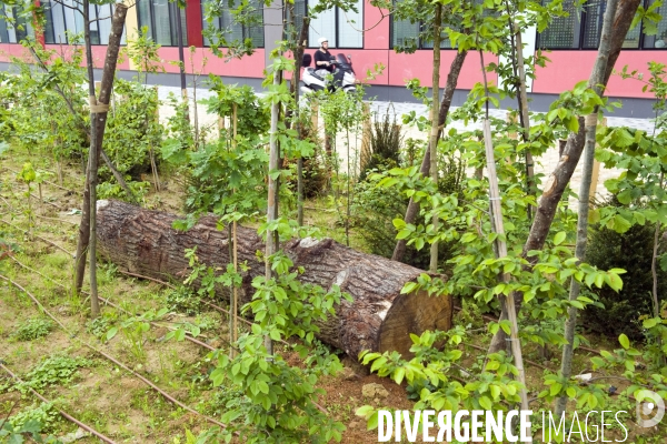 Paris plante sa premiere foret amenagee sur les delaisses du boulevard peripherique