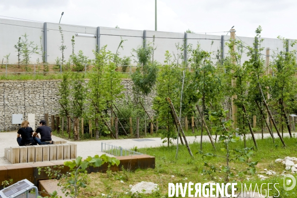 Paris plante sa premiere foret amenagee sur les delaisses du boulevard peripherique