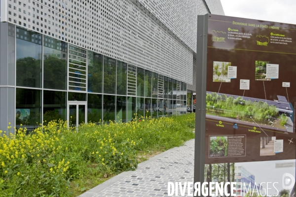 Paris plante sa premiere foret amenagee sur les delaisses du boulevard peripherique