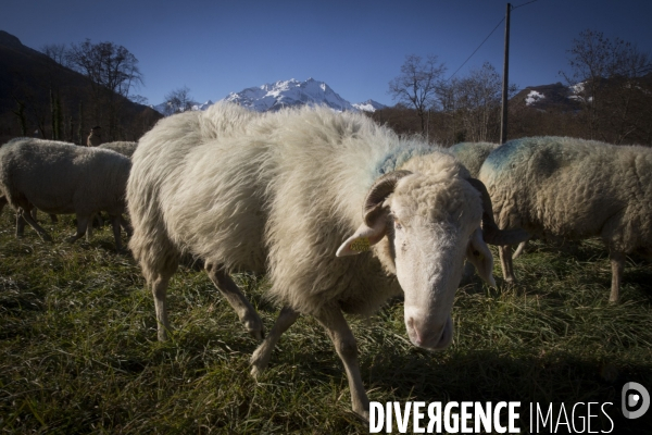 Races Pyreneennes La brebis Lourdaise