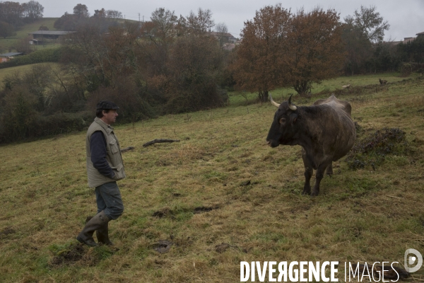 Races Pyreneennes La Vache Casta