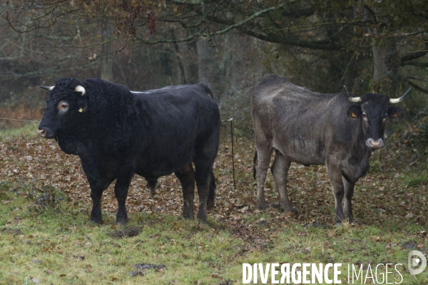 Races Pyreneennes La Vache Casta