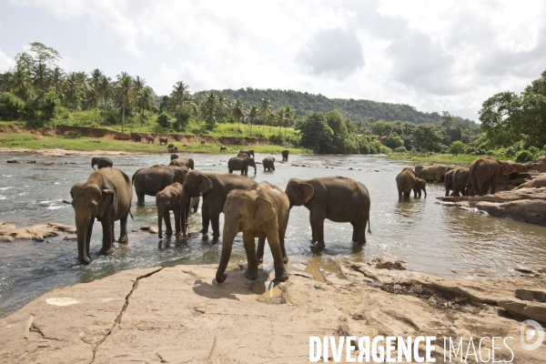 Sri lanka