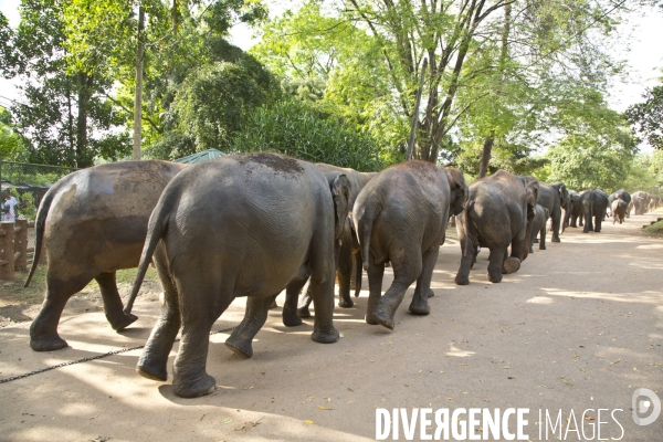 Sri lanka