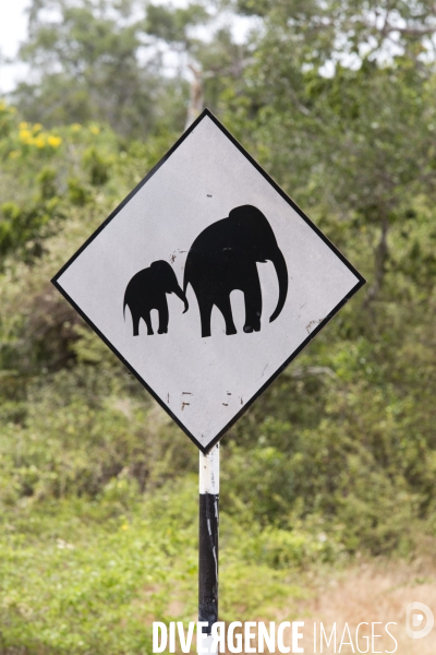 Sri lanka