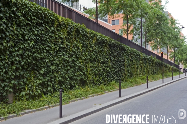 Illustration Juillet 2014.Paris.Dans le nouveau quartier Massena ,un mur entierement végétalise