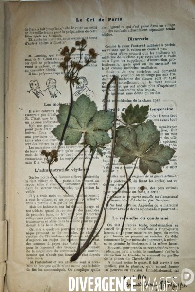 Collections des  herbiers des Poilus ou des tranchées , Herbier Museum National d Histoire Naturelle