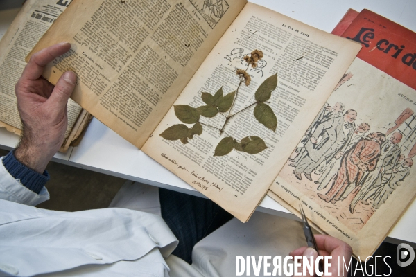 Collections des  herbiers des Poilus ou des tranchées , Herbier Museum National d Histoire Naturelle