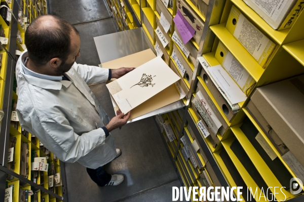 Collections des  herbiers des Poilus ou des tranchées , Herbier Museum National d Histoire Naturelle