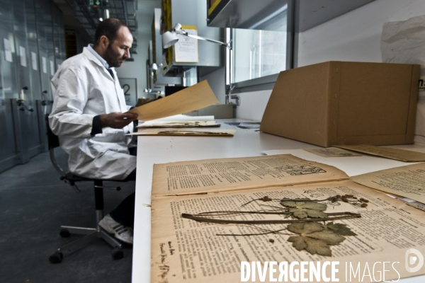 Collections des  herbiers des Poilus ou des tranchées , Herbier Museum National d Histoire Naturelle