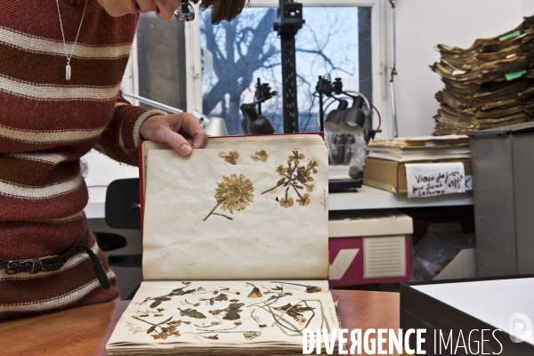 Collections des  herbiers des Poilus ou des tranchées , Herbier Museum National d Histoire Naturelle