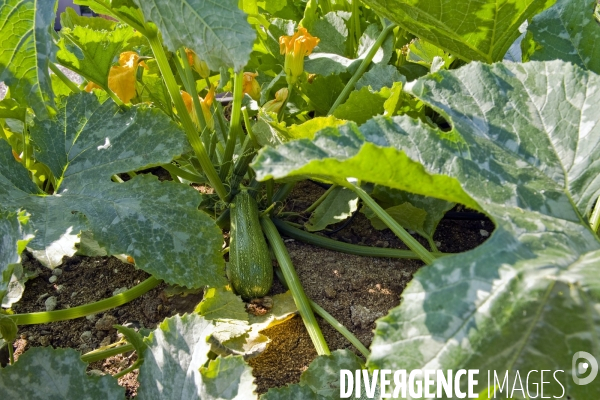 Le premier demonstrateur d agriculture urbaine en economie circulaire en France.