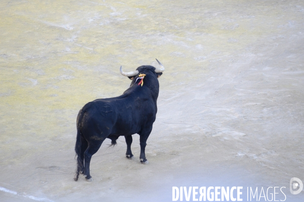 Corrida Goyesque à Arles