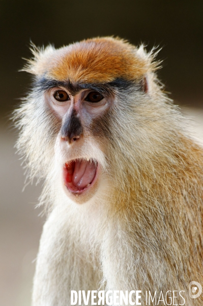 Made in TOGO : Singe PATAS