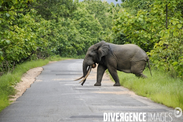 TOGO : Elephant d Afrique sur la RN17