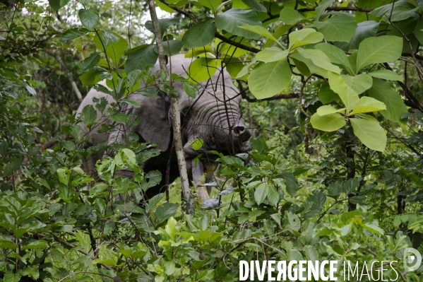 TOGO : Elephant d Afrique sur la RN17