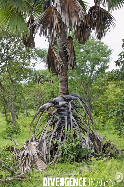 Made in TOGO : Parc du SARAKAWA