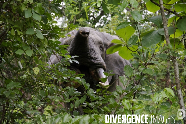 TOGO : Elephant d Afrique sur la RN17