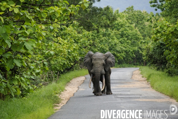 TOGO : Elephant d Afrique sur la RN17