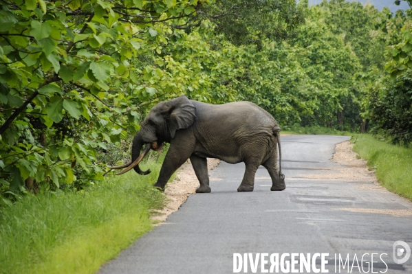 TOGO : Elephant d Afrique sur la RN17