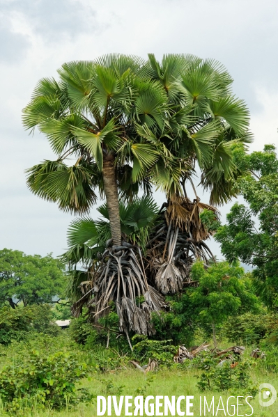 Made in TOGO : Parc du SARAKAWA