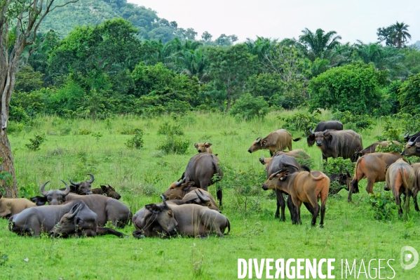 Made in TOGO : Parc du SARAKAWA