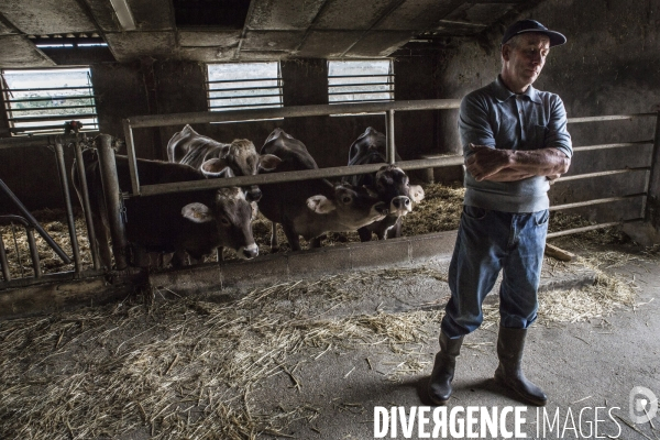 Les hommes, les vaches et...le robot.