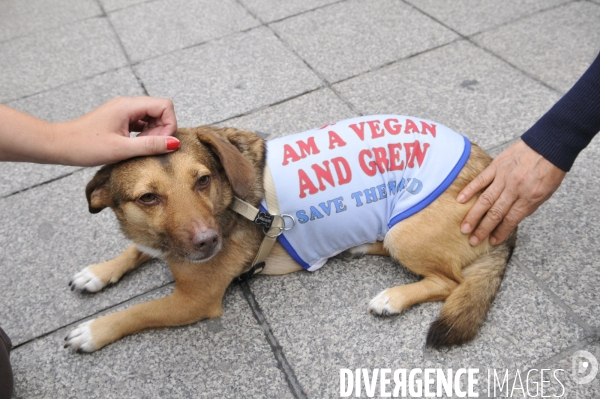 Manifestation pour la cause animale. Walk for the animals rights.