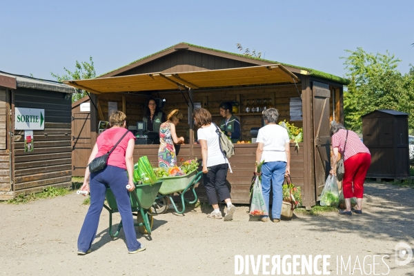 Illustration Septembre 2014. A la ferme de Gally a Saint Cyr l  Ecole, des particuliers viennent recolter leur fruits et légumes.