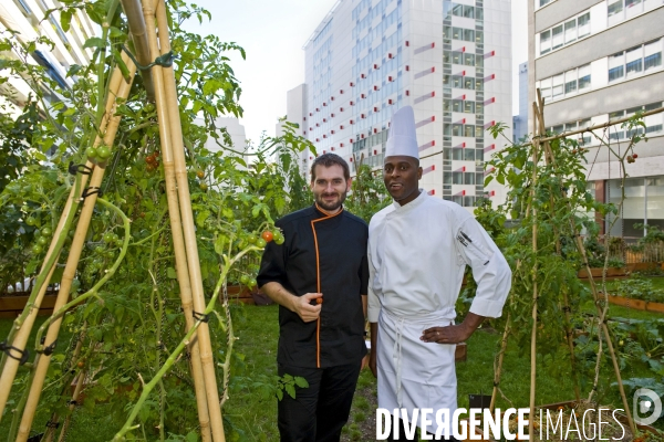 Agriculture urbaine.Le potager et le verger agro-ecologique de la brasserie Frame sur la toiture  de l hotel Pullman Paris Tour Eiffel