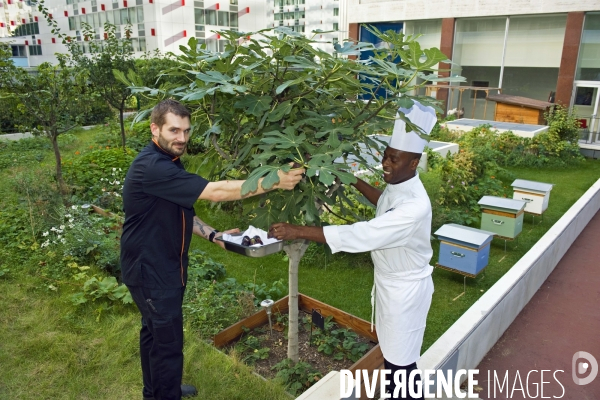 Agriculture urbaine.Le potager et le verger agro-ecologique de la brasserie Frame sur la toiture  de l hotel Pullman Paris Tour Eiffel