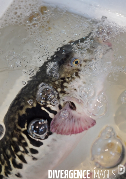 Le marché aux poissons Tsukiji de Tokyo