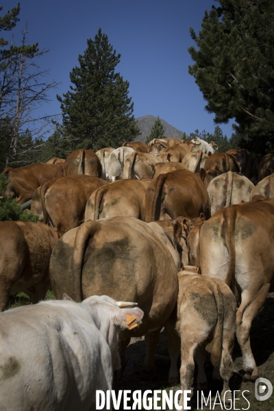 Pastoralisme en Capcir