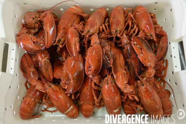 Pêche à Saint Pierre et Miquelon