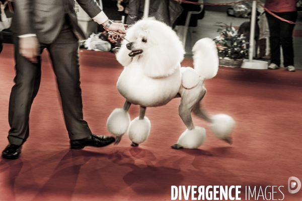 Paris Dog Show