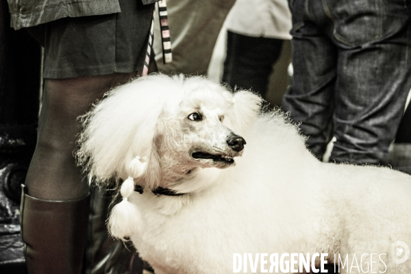 Paris Dog Show