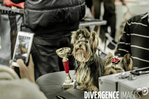 Paris Dog Show