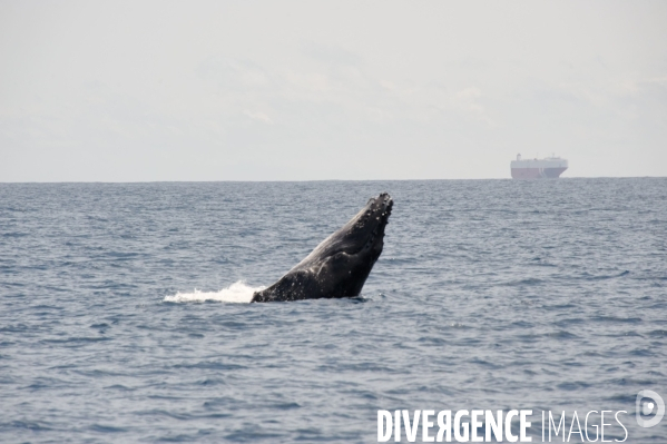 TOGO : Parade amoureuse d une baleine à bosse.