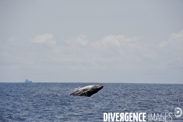 TOGO : Parade amoureuse d une baleine à bosse.