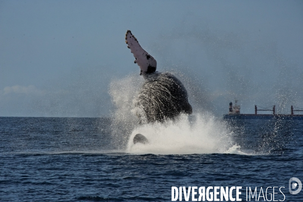 TOGO : Parade amoureuse d une baleine à bosse.