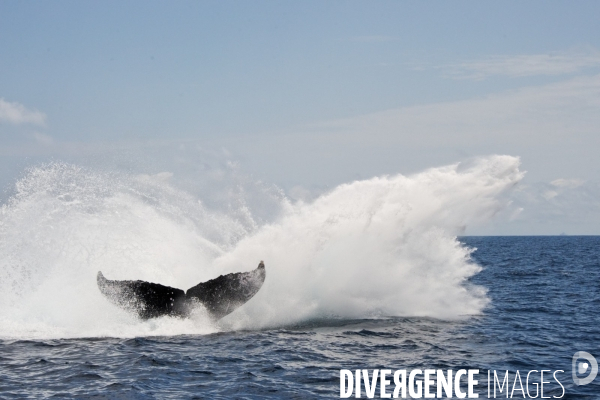 TOGO : Parade amoureuse d une baleine à bosse.