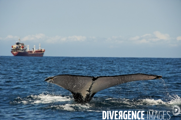 TOGO : Parade amoureuse d une baleine à bosse.