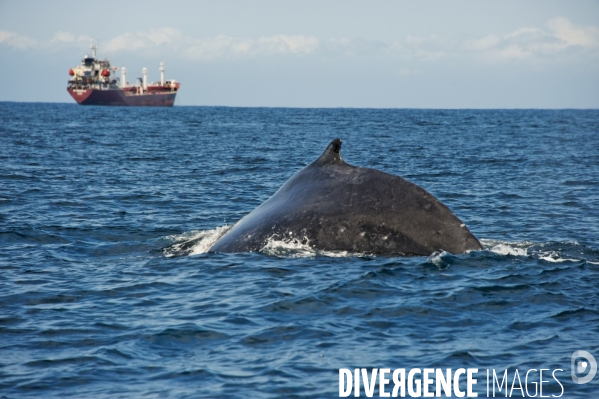 TOGO : Parade amoureuse d une baleine à bosse.