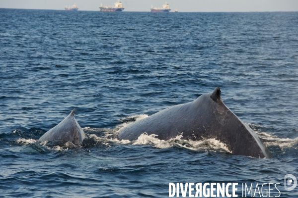 TOGO : Parade amoureuse d une baleine à bosse.